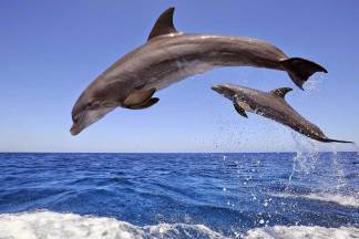 Elite Dolphin House Trip Sahl Hasheesh